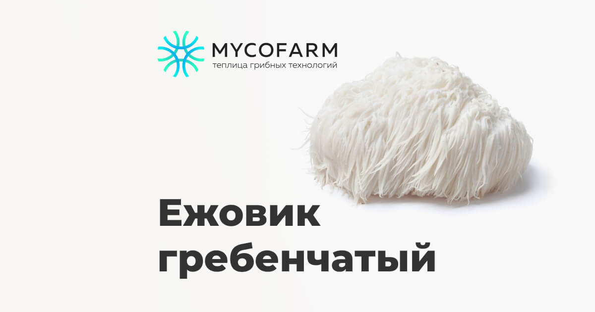 Ежовик гребенчатый купить в MycoFarm по выгодной цене